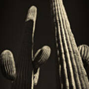 Two Tall Saguaros Art Print