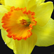 Two Toned Daffodil Art Print