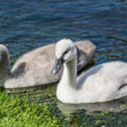 Two Young Cygnets Of Mute Swan Swimming In A Lake Art Print