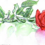 Valentine Rose Art Print