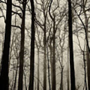 Valley Forge Forest Fog #2 Art Print