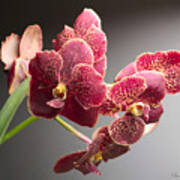Vanda Orchid Portrait Art Print