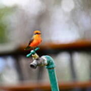 Vermilion Flycatcher Two Art Print