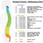 Vertebral Column Reflexology Chart Yoga Mat