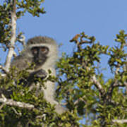 Vervet Monkey Perched In A Treetop Art Print