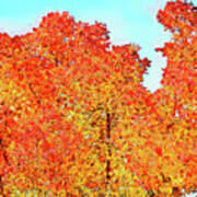 Vibrant Autumn Trees Art Print