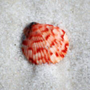 Vibrant Red Ribbed Sea Shell In Fine Wet Sand Macro Square Format Watercolor Digital Art Art Print