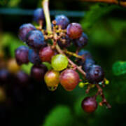 Vineyard Grapes Art Print