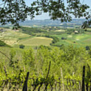 Vineyards In Tuscany Landscape Art Print
