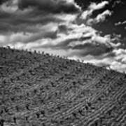 Vineyards Windy Day Bw Art Print