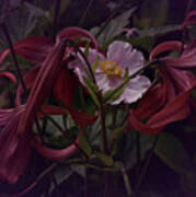 Vintage Asiatic Lilies Art Print