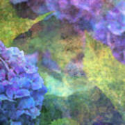 Violet Hydrangea 3637 Idp_2 Art Print