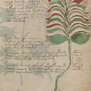 Voynich Flora 10 Art Print