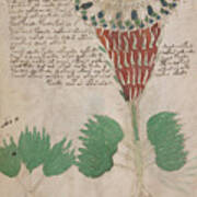 Voynich Flora 15 Art Print