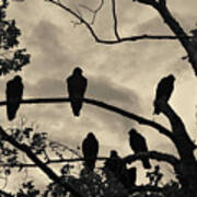 Vultures And Cloudy Sky Art Print