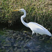 Wading For Dinner Art Print