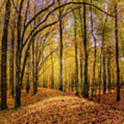 Walkway In The Autumn Woods Art Print