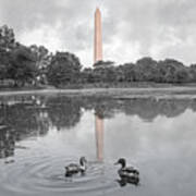 Washington Monument Mallards In Love Art Print