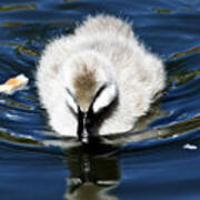 Watchfull Cygnet Art Print