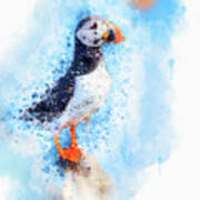 Water Colour Puffin Art Print