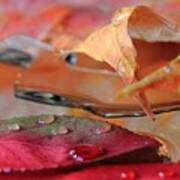 Water Drops On Autumn Leaves Art Print