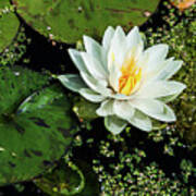 Water Lily Flower Art Print