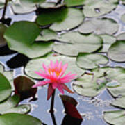 Water Lily In The Pond Art Print
