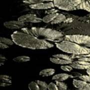 Water Lily Leaves In Texture Art Print