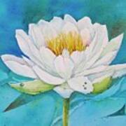 Water Lily Art Print