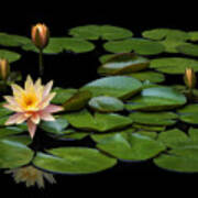 Water Lily Pond Art Print