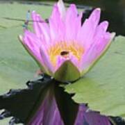 Water Lily With Dragon Fly Art Print