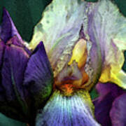 Watercolor Cream And Purple Bearded Iris With Bud 0065 W_2 Art Print