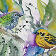 Watercolor - Spotted Tanager And Golden Tanager Art Print