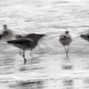 Plundering Plover Series In Black And White 2 Art Print
