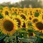 Waving Sunflowers In A Field Art Print