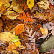 Weetamoo Fallen Leaves Art Print