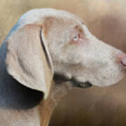 Weimaraner Adult - Painting Art Print