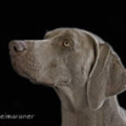 Weimaraner Art Print