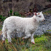 Welsh Lamb Art Print
