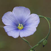 Western Blue Flax Art Print