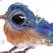 Western Bluebird Art Print
