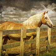 Western Horse In Alberta Canada Art Print