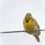 Western Meadowlark 0750 Art Print