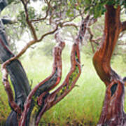 Wet Old-growth Manzanita Art Print