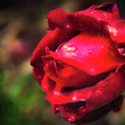 Wet Red Rose Art Print