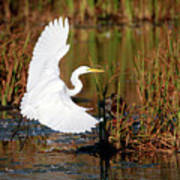 Wetland Landing Art Print