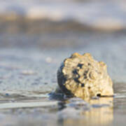 Whelk Shell In Surf Art Print