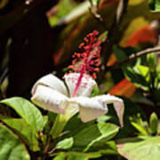 White And Red Hibiscus Art Print