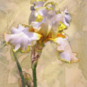 White And Yellow Iris Art Print