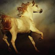 White Arabian Horse With Long Beautiful Mane Art Print